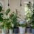Plantas de interior: quais são e como cuidá-las