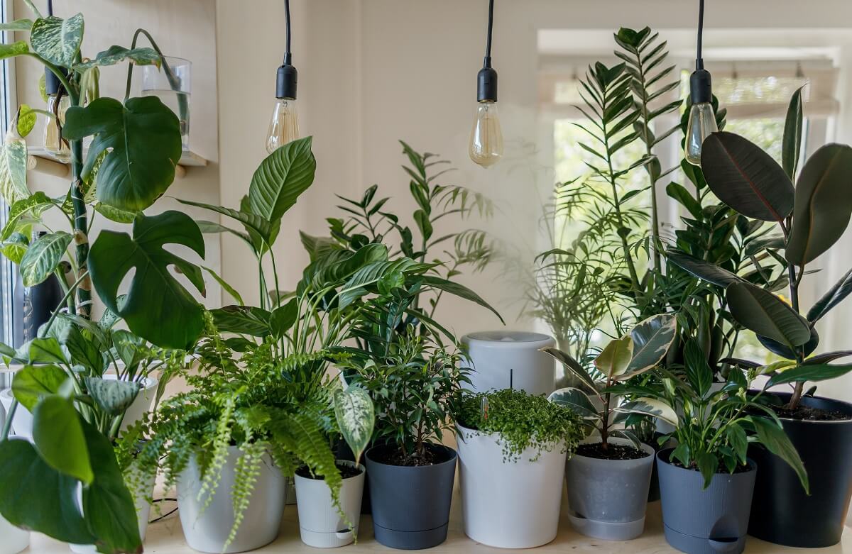 plantas para ambientes iinteriores em vasos, diferentes folhagens